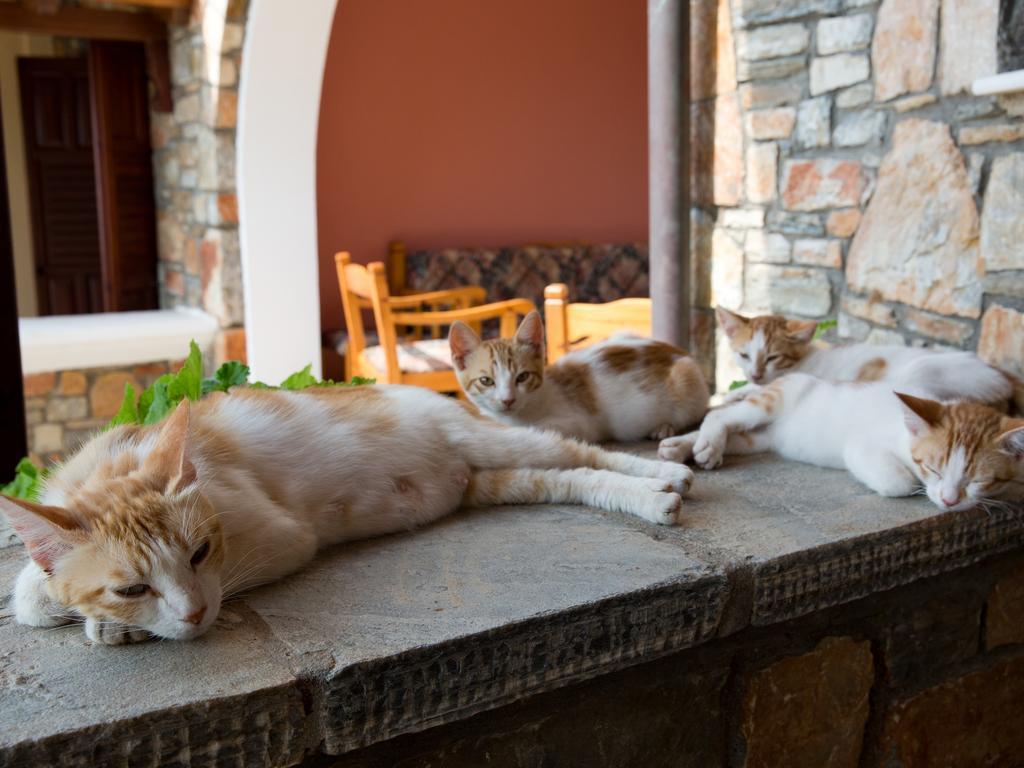 Alonissos Muses Villas Καλαμάκια Εξωτερικό φωτογραφία